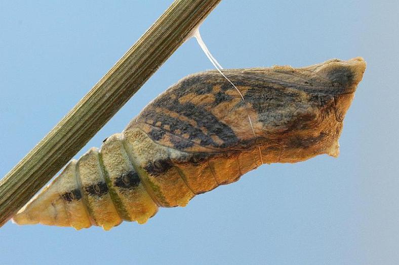 041-crisalide-farfalla-1-TL