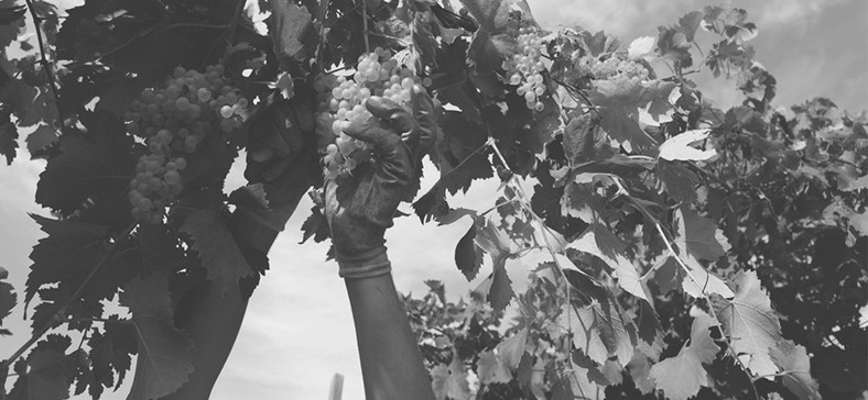 10_agoradeivini_vendemmia_vigna_antica