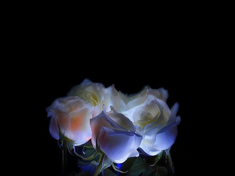 35073__white-rose-flowers_p (1)