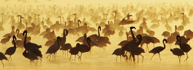 Fenicotteri