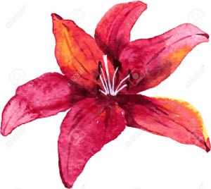 Red lily flower drawing by watercolor, hand drawn vector illustration
